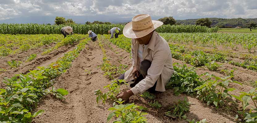 Tubo Corrugado para Agricultura